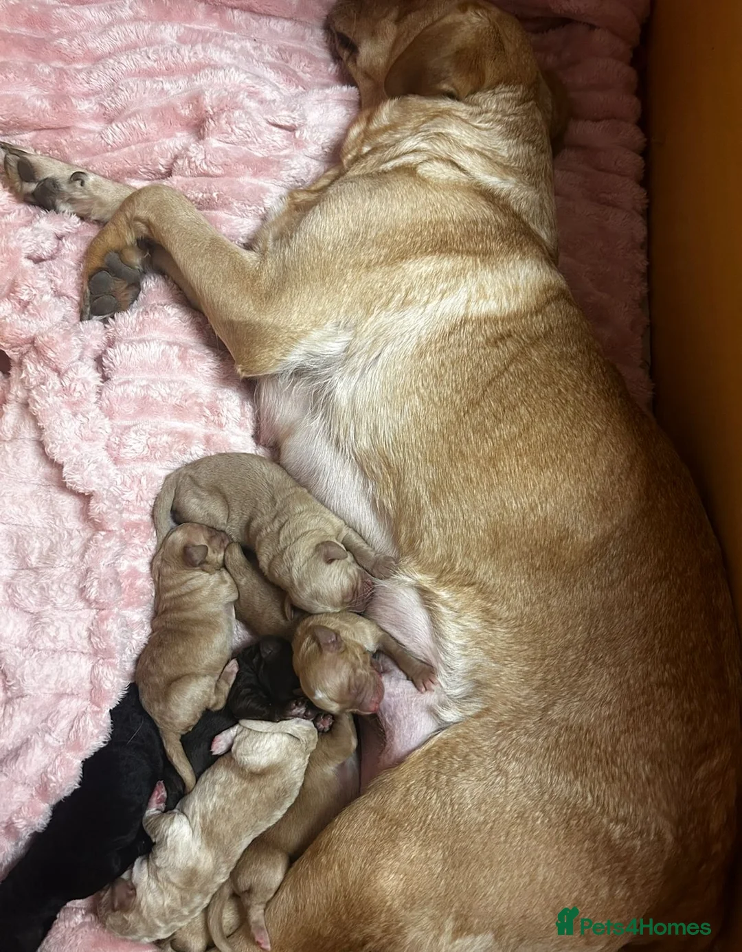 Mixed Breed dogs for sale: 9 Beautiful Puppies for sale - Advert 27