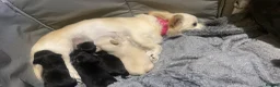 Chihuahua dogs for sale: last gorgeous Chihuahua Puppy ready to leave now  - Advert 8