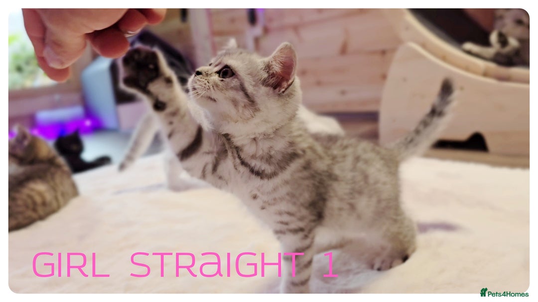 Scottish Fold cats for sale: SCOTTISH FOLD KITTENS ( DELIVERY  AVAILABLE) - Image 23