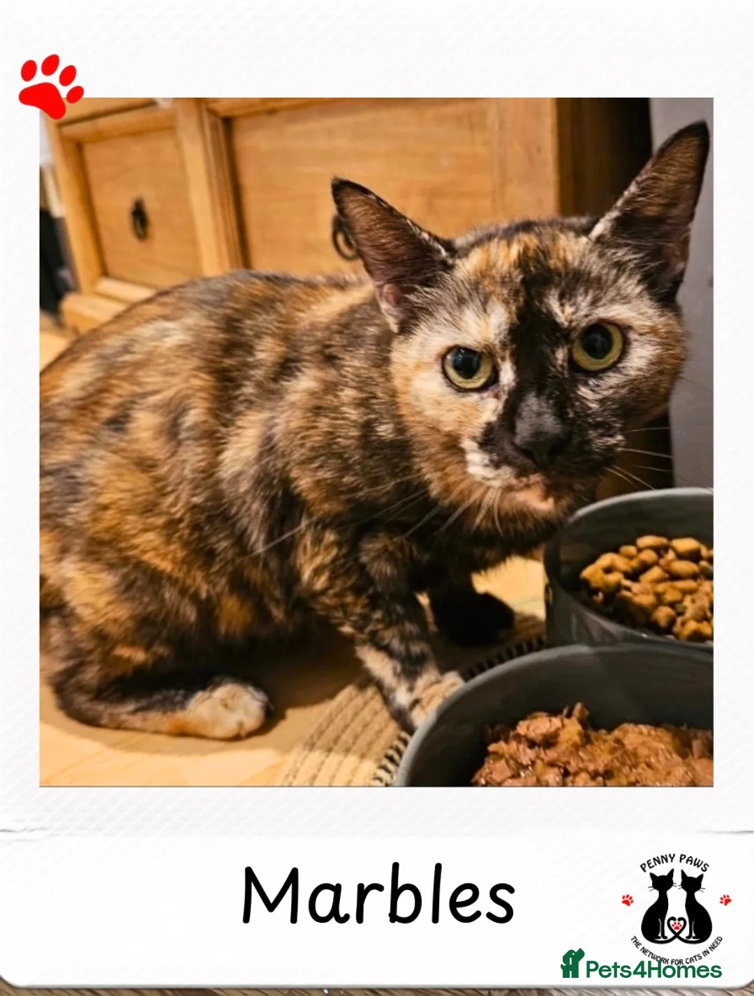 Domestic Shorthair cats for adoption: Rescue tortoiseshell kitten needs home of her own  in Hook - Advert 2