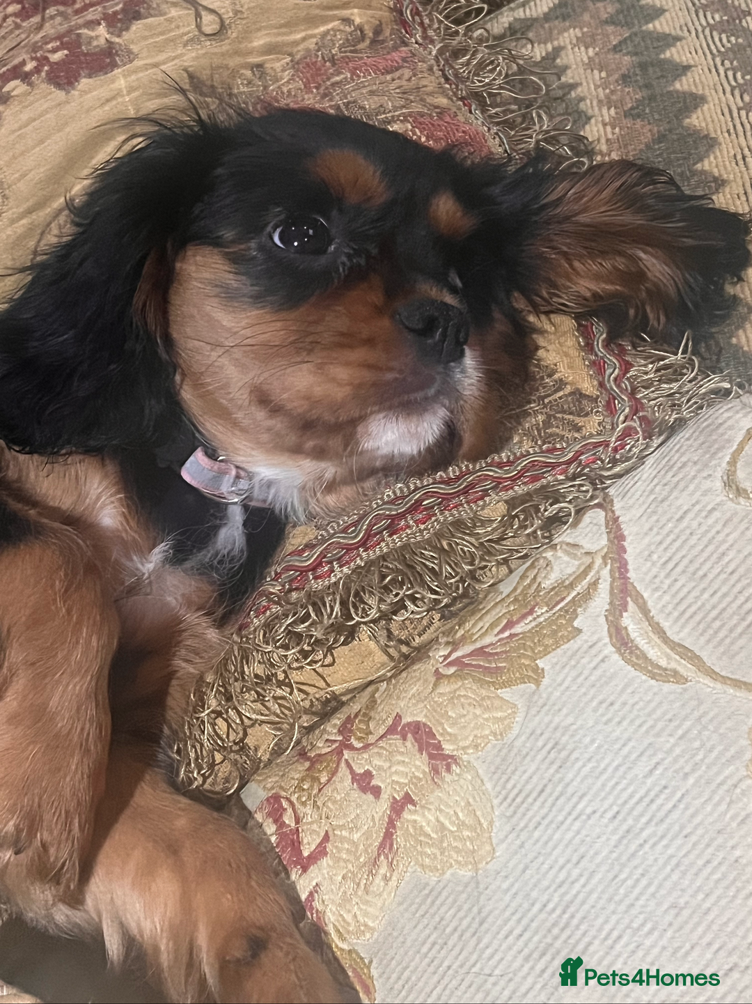 Cavalier King Charles Spaniel dogs for sale: Confident female cavalier - Advert 10