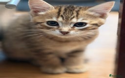 Mixed Breed cats for sale: Cutest kittens!  - Image 12