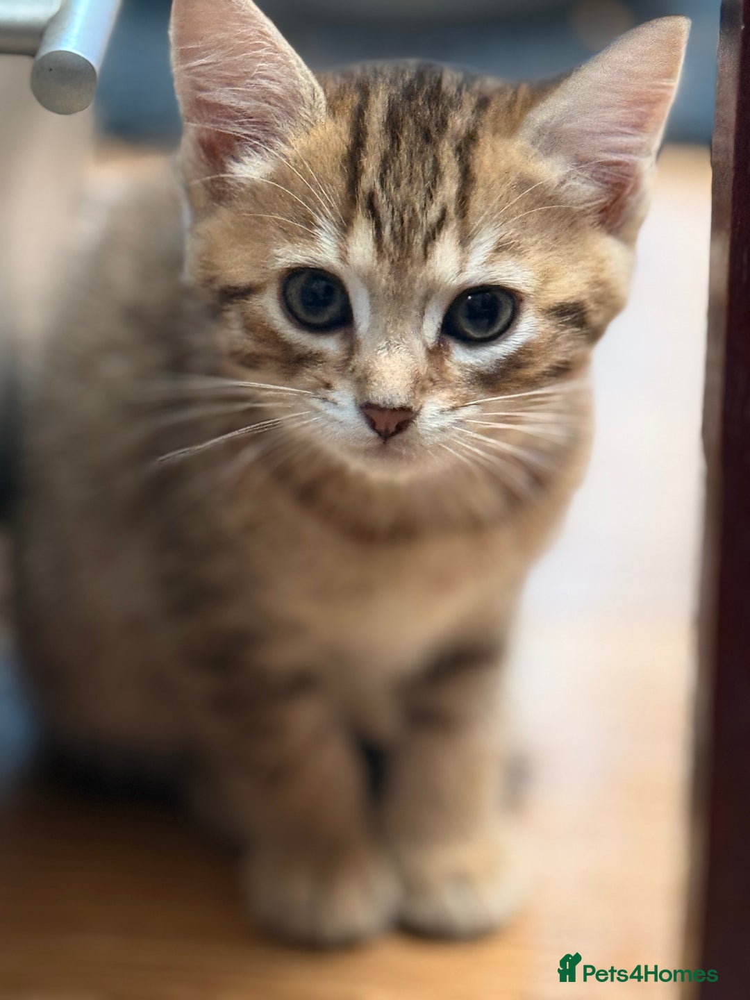Mixed Breed cats for sale: Cutest kittens!  - Image 12
