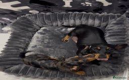 Miniature Dachshund dogs for sale: Miniature dachshund puppies - Image 5