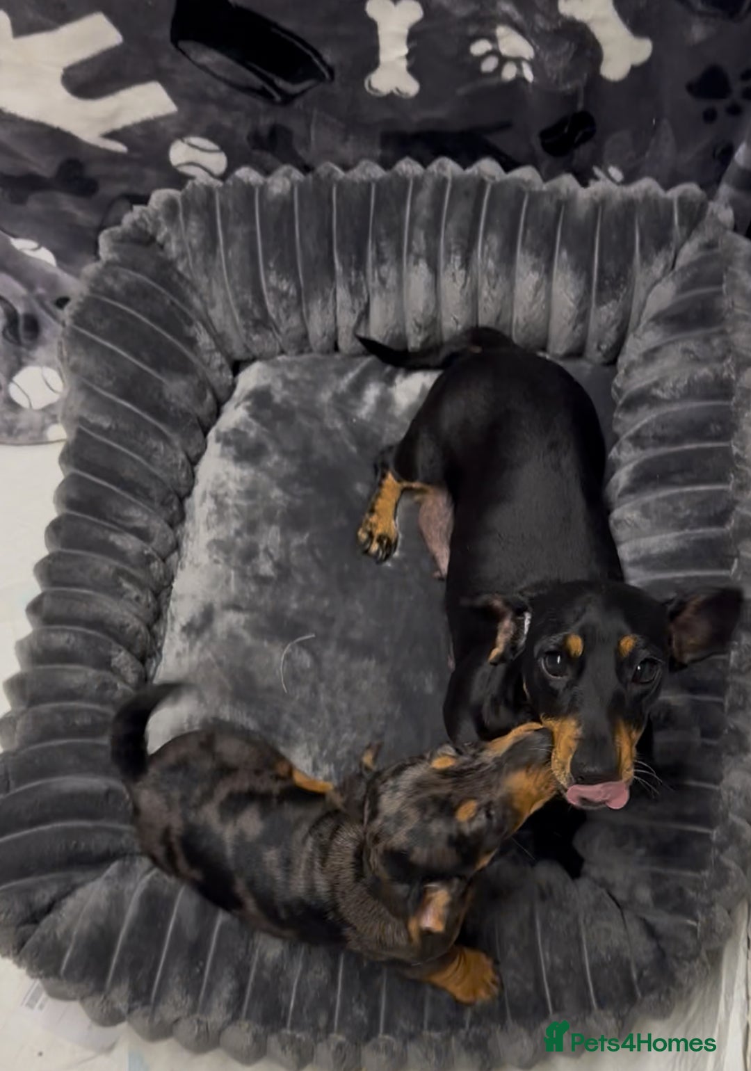 Miniature Dachshund dogs for sale: Miniature dachshund puppies - Image 5