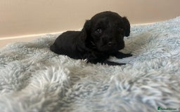 Cockapoo dogs for sale: 🖤BEAUTIFUL COCKAPOO FOR SALE🖤 - Advert 20