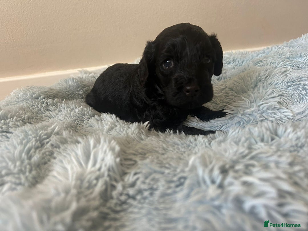 Cockapoo dogs for sale: 🖤BEAUTIFUL COCKAPOO FOR SALE🖤 - Advert 20