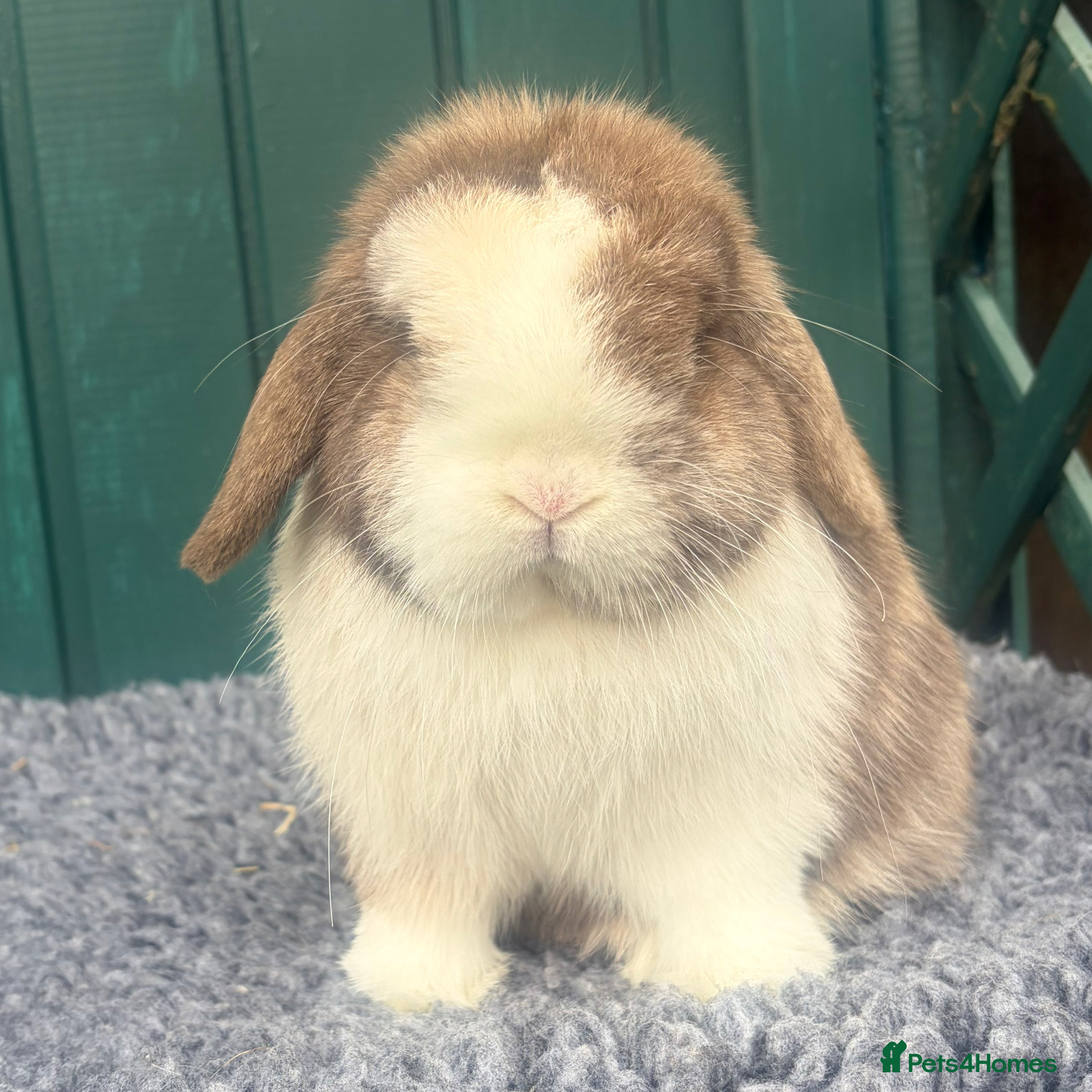Mini Lop rabbits Chocolate Harli Boy - Advert 1