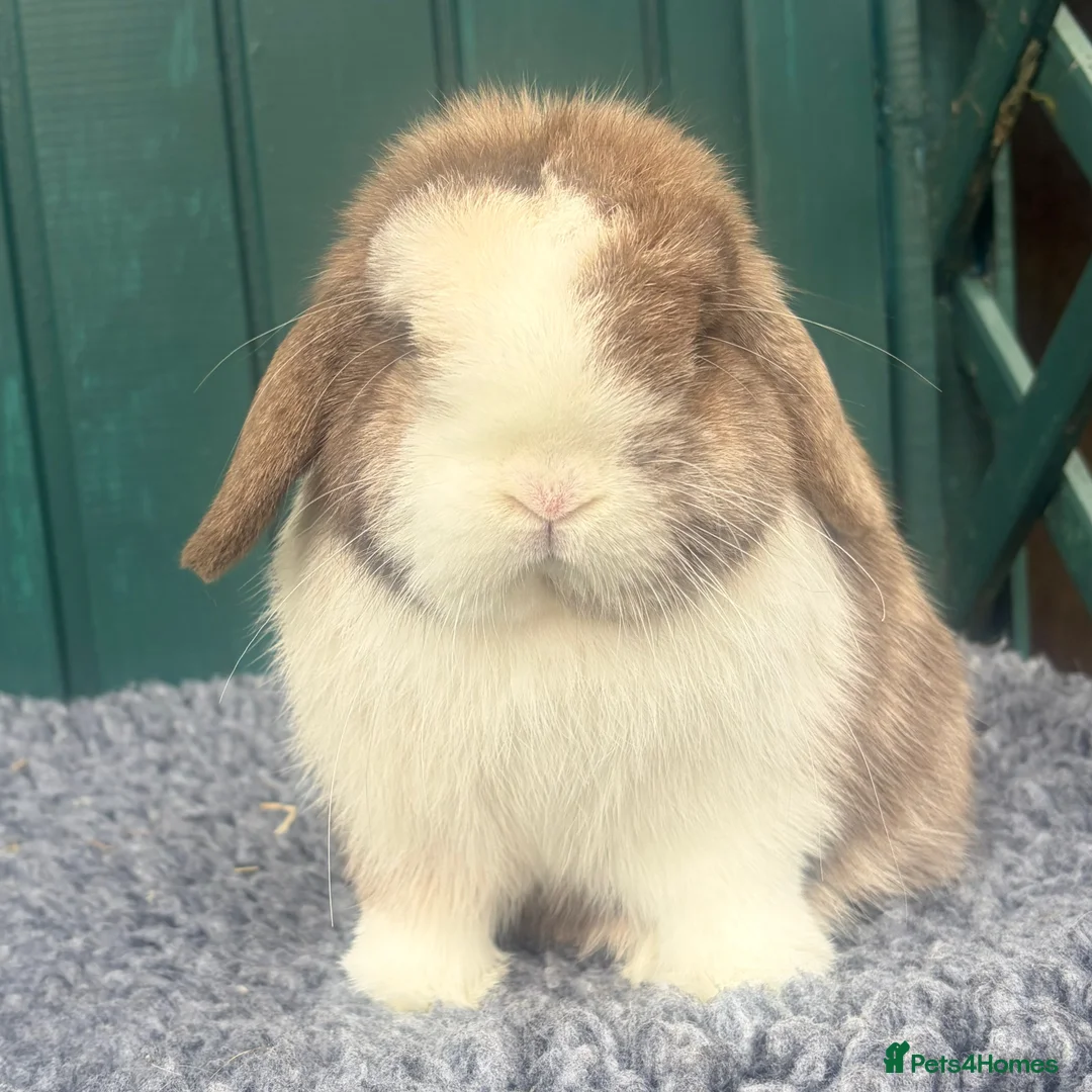 Mini Lop rabbits for sale: Chocolate Harli Boy - Advert 1