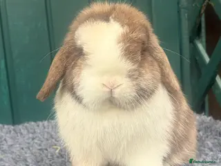 Mini Lop rabbits Chocolate Harli Boy - Advert 1