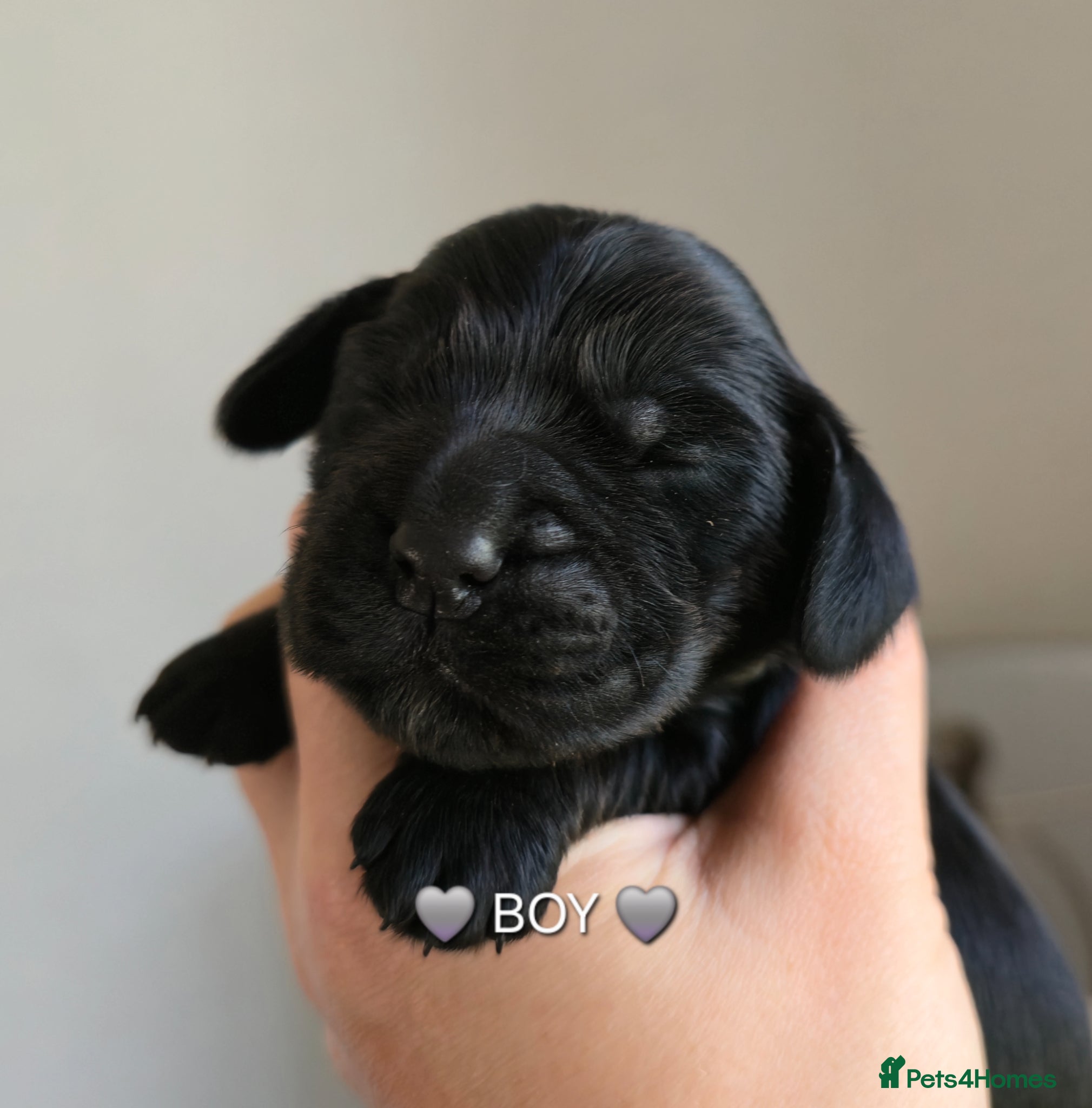 Cocker Spaniel dogs Beautiful Show Cocker Spaniel KC Reg Puppies - Advert 2