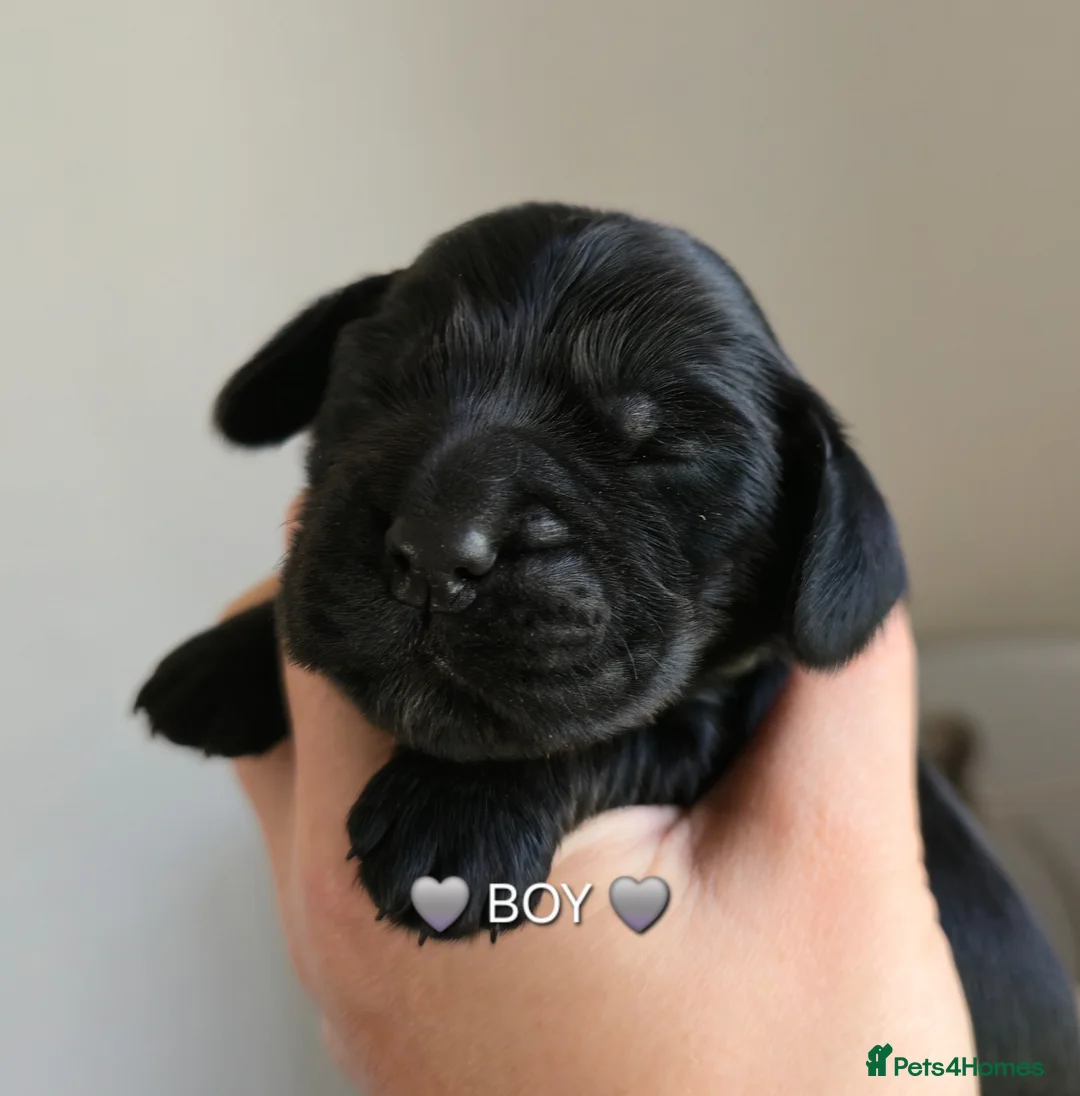 Cocker Spaniel dogs for sale: Beautiful Show Cocker Spaniel KC Reg Puppies - Advert 2