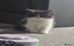 British Longhair cats for sale: British longhair Kitten - Image 3