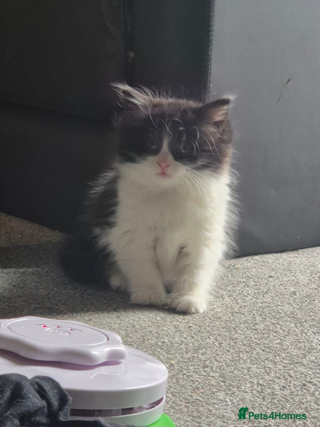 British Longhair cats for sale: British longhair Kitten - Image 3