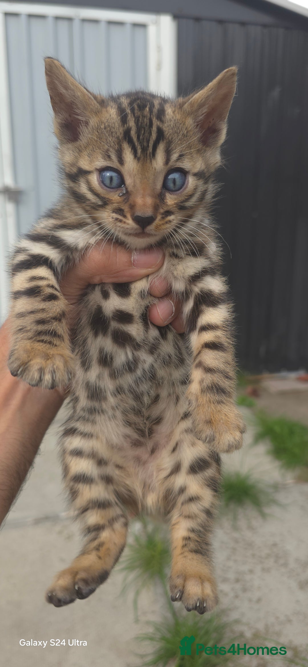 Bengal cats for sale: 5 females 1 male snow bengal kittens  - Image 4