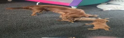Cavalier King Charles Spaniel dogs for sale: King charles cavalier pups. in Rochester - Advert 2