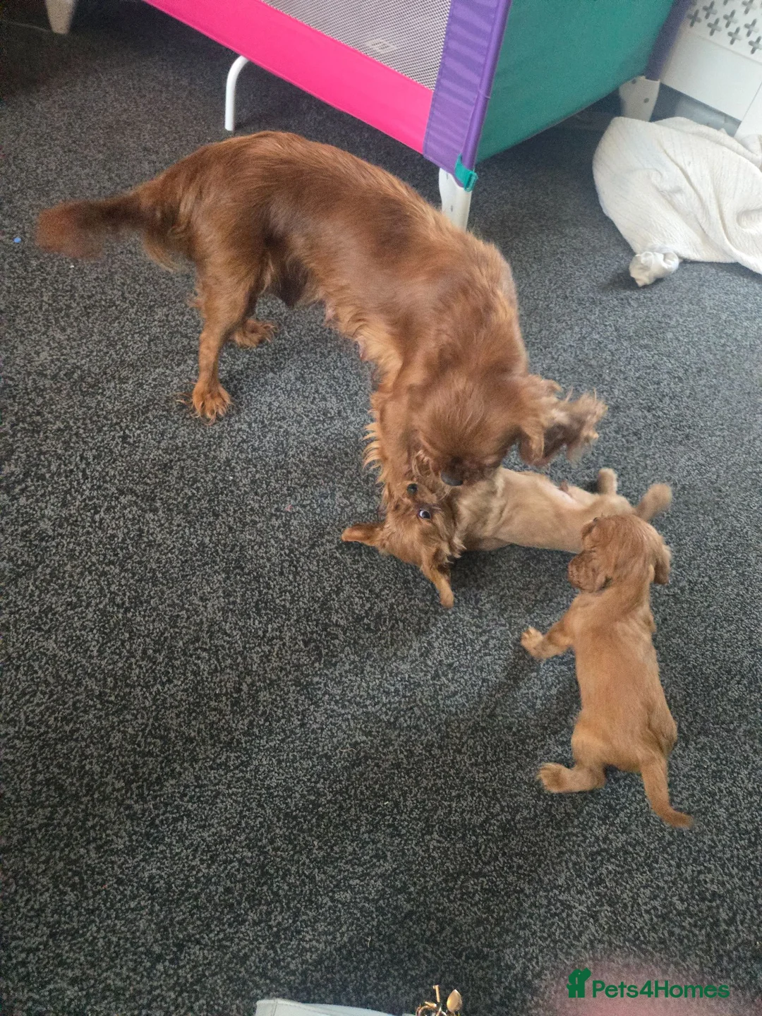 Cavalier King Charles Spaniel dogs for sale: King charles cavalier pups. in Rochester - Advert 2