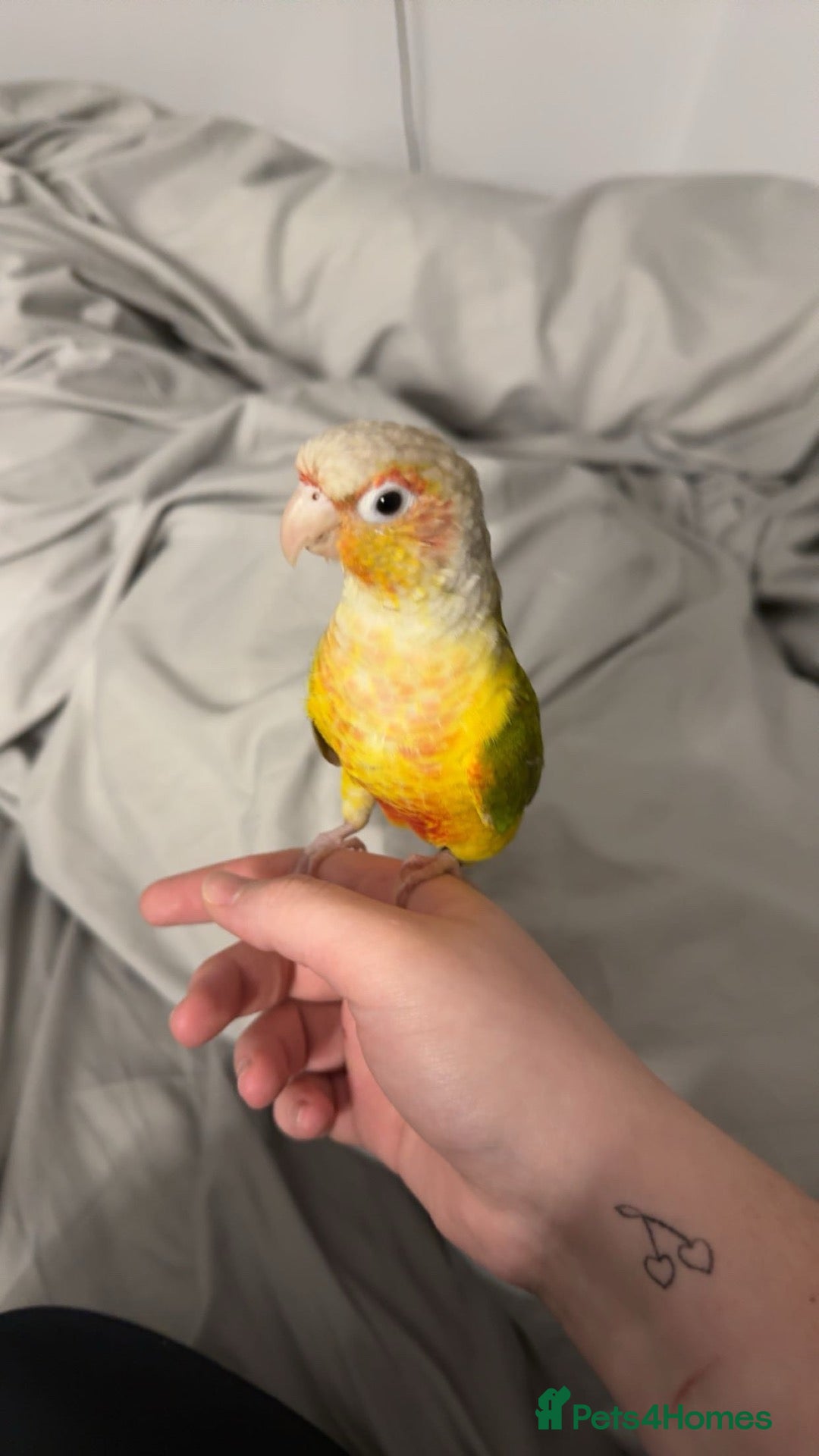 Conures birds Monty the Conure! - Advert 5