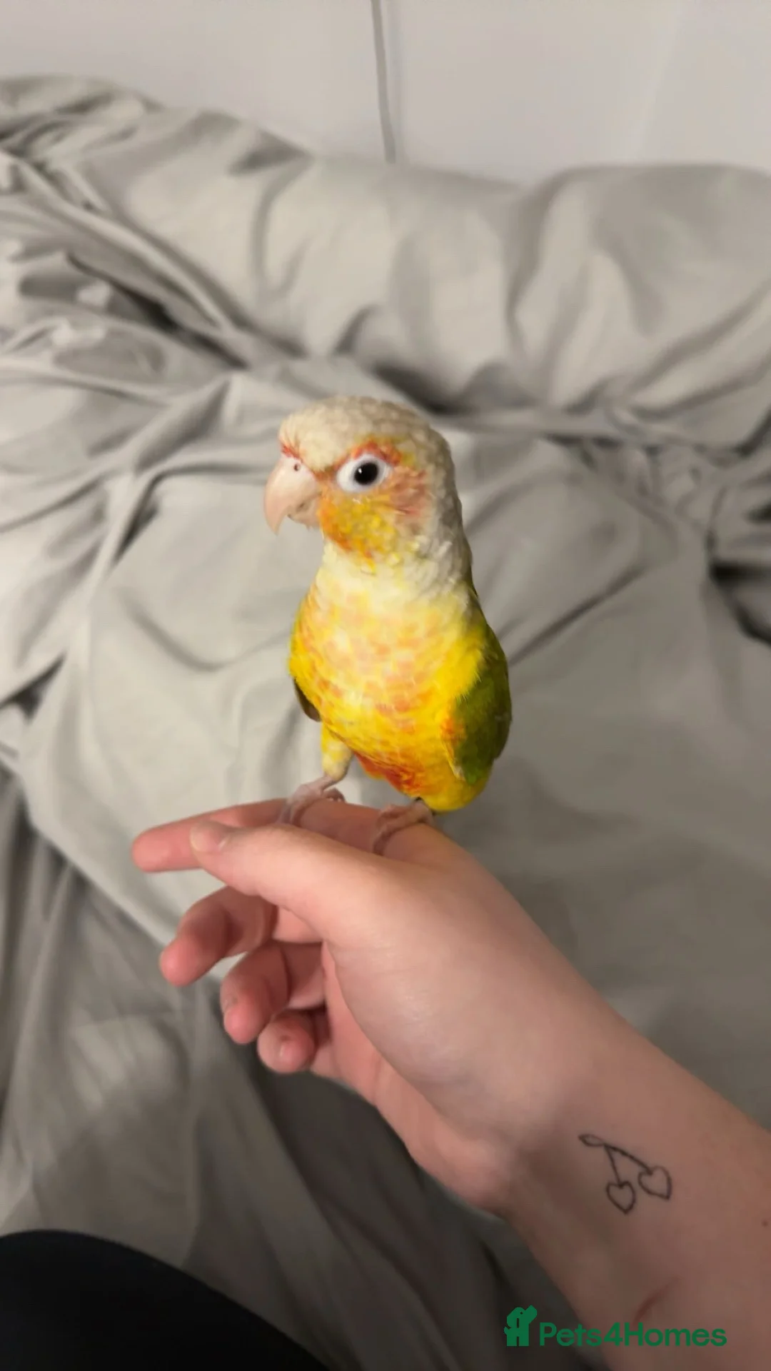 Conures birds for sale: Monty the Conure! in Barnsley - Advert 1