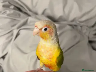 Conures birds Monty the Conure! - Advert 2