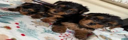 Yorkshire Terrier dogs for sale: Yorkshire terrier puppies  - Advert 4