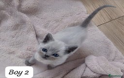 Ragdoll cats for sale: RAGDOLL X BSH KITTENS 2 BOYS LEFT - Image 6