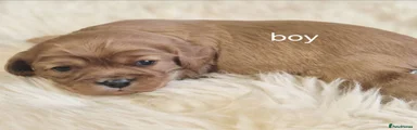 Cavalier King Charles Spaniel 1