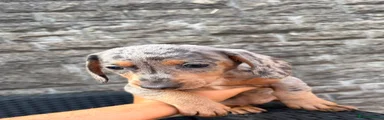 Miniature Dachshund 2