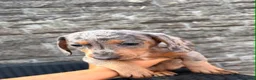 Miniature Dachshund dogs for sale: ⭐️READY NOW⭐️ Miniature Dachshund 9 week olds in Saint Helens - Advert 6