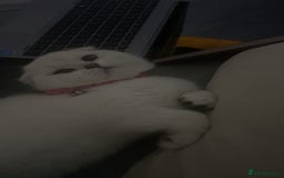 Scottish Fold cats for sale: Scottish Straight  - Image 12