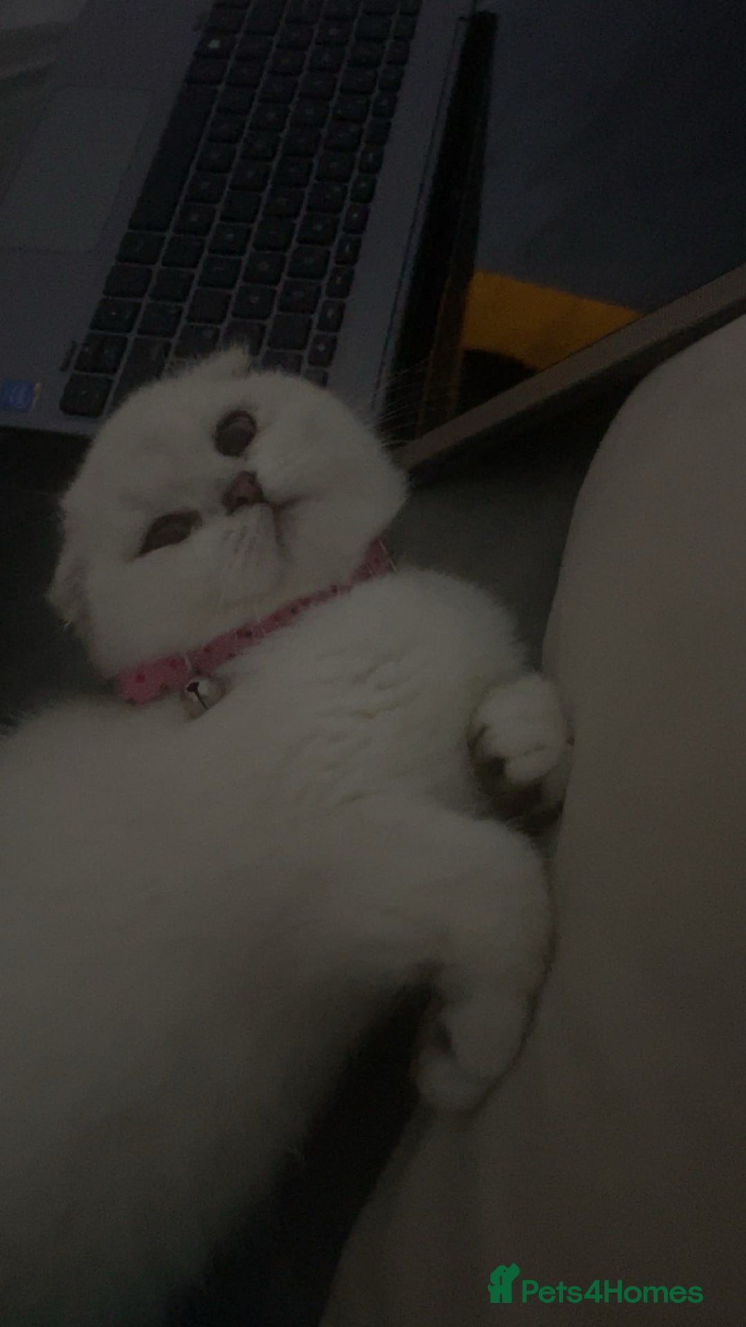 Scottish Fold cats for sale: Scottish Straight  - Image 12