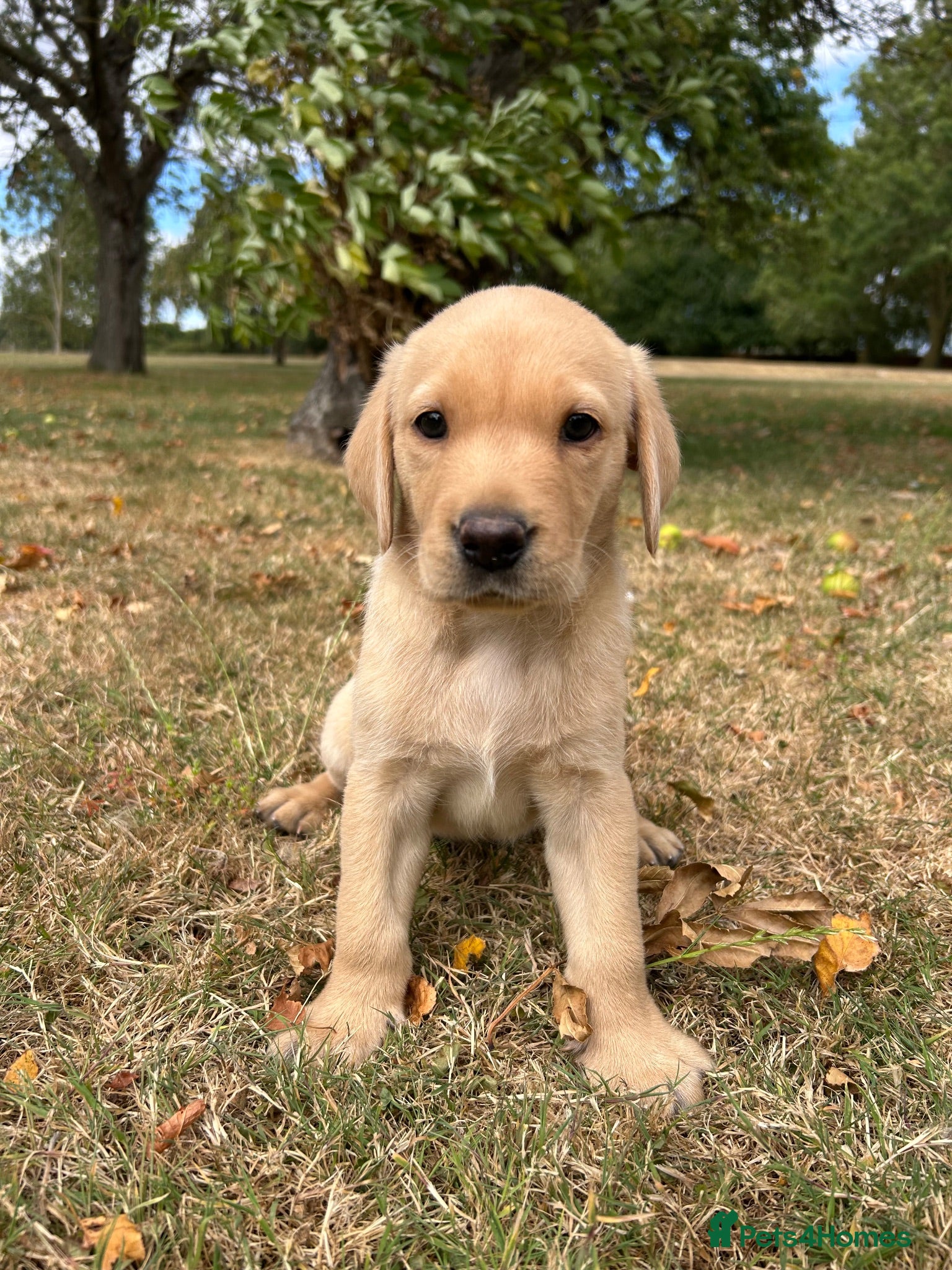 Labrador Retriever dogs Male Yellow Lab Pup - Advert 1