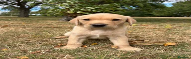 Labrador Retriever 1