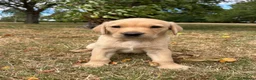 Labrador Retriever dogs for sale: Male Yellow Lab Pup - Advert 1