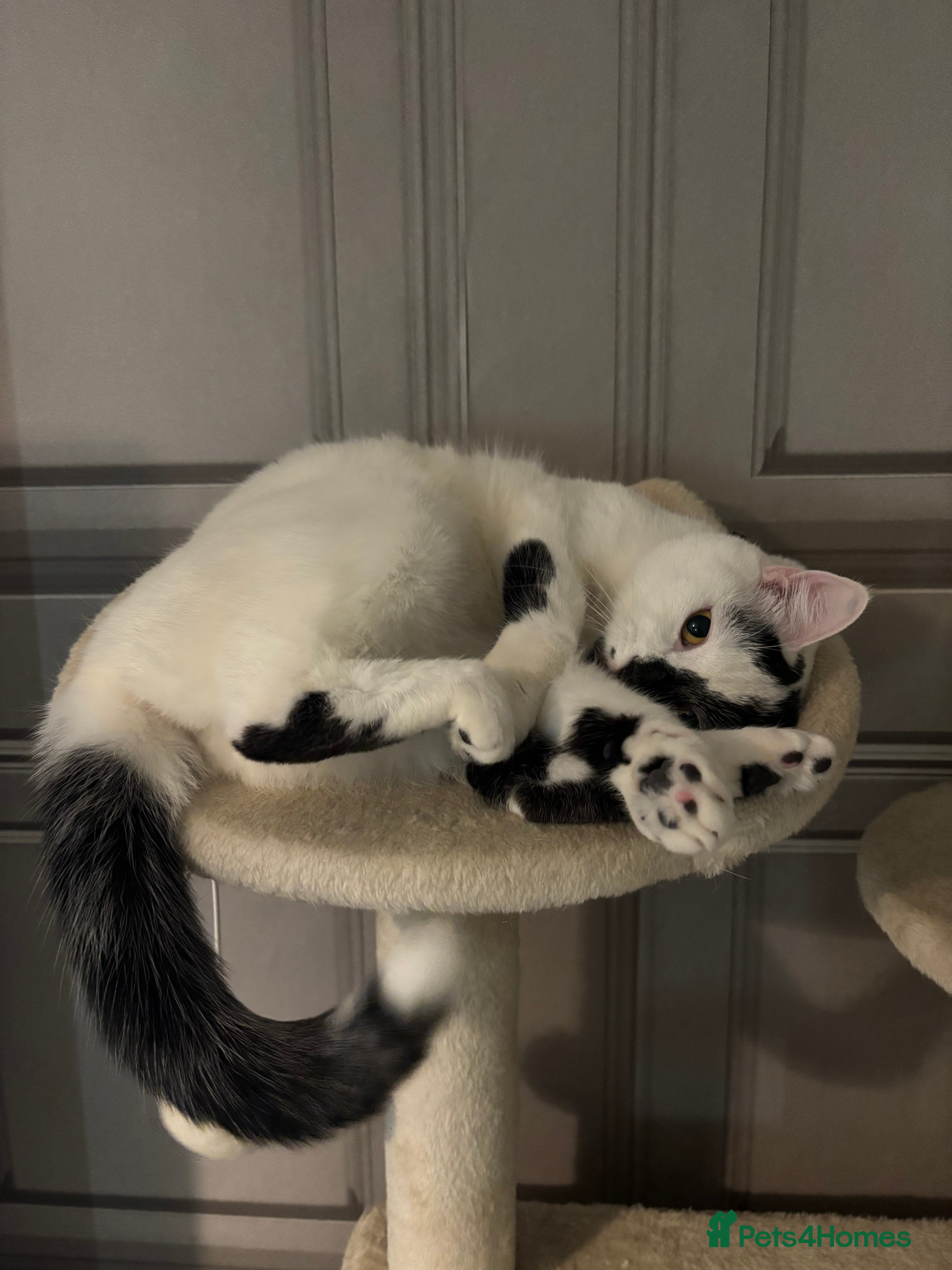 Domestic Shorthair cats Meet Lara 🐾 - Advert 21