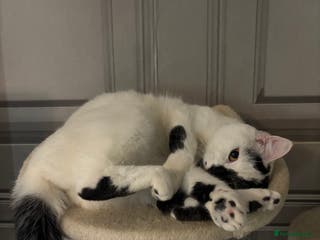 Domestic Shorthair cats Meet Lara 🐾 - Advert 3