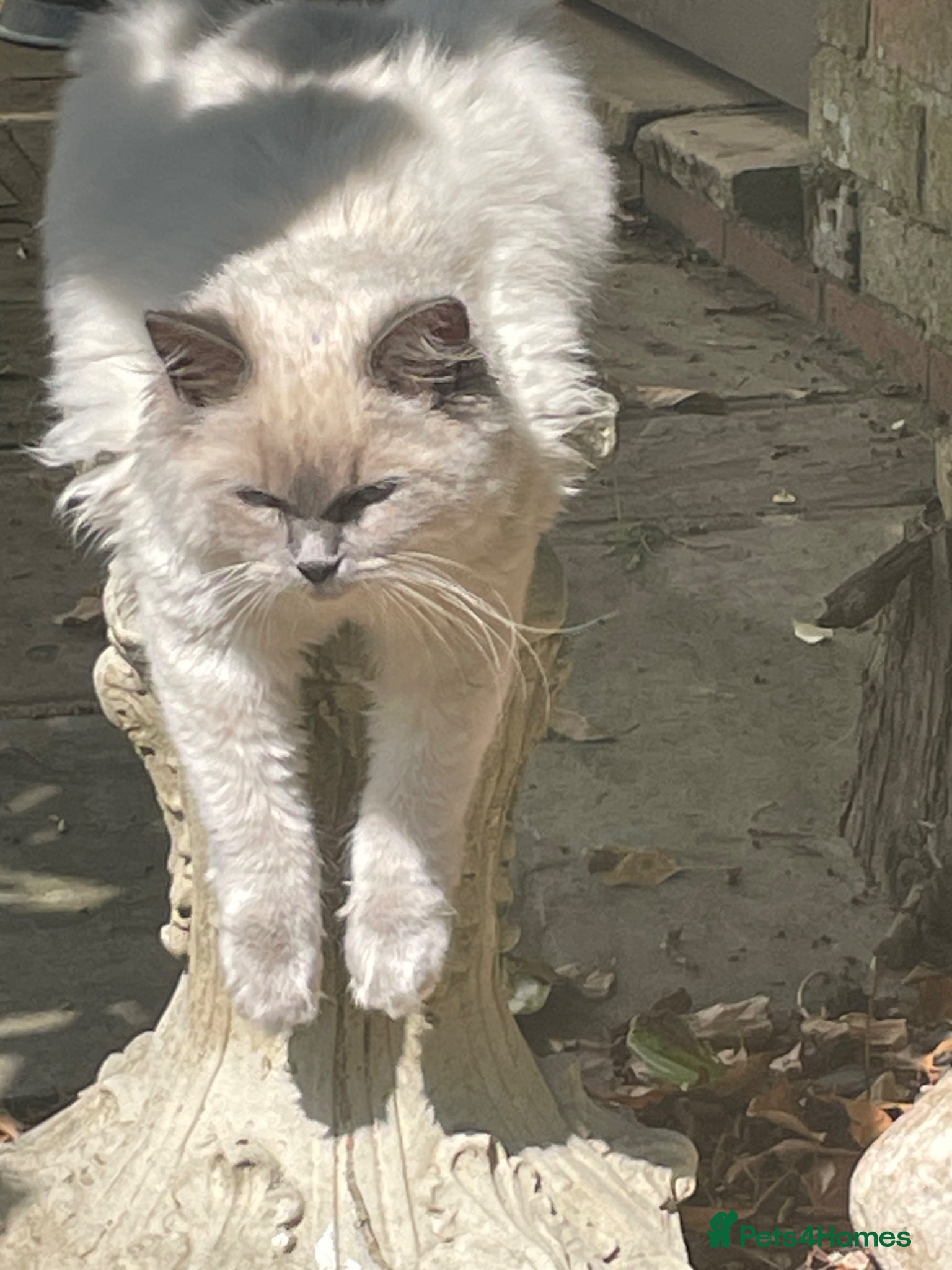 Mixed Breed cats for sale: Ragdoll mix beautiful black babies - Advert 1