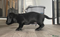 Miniature Dachshund dogs for sale: Smooth haired Miniature dachshunds - Image 3
