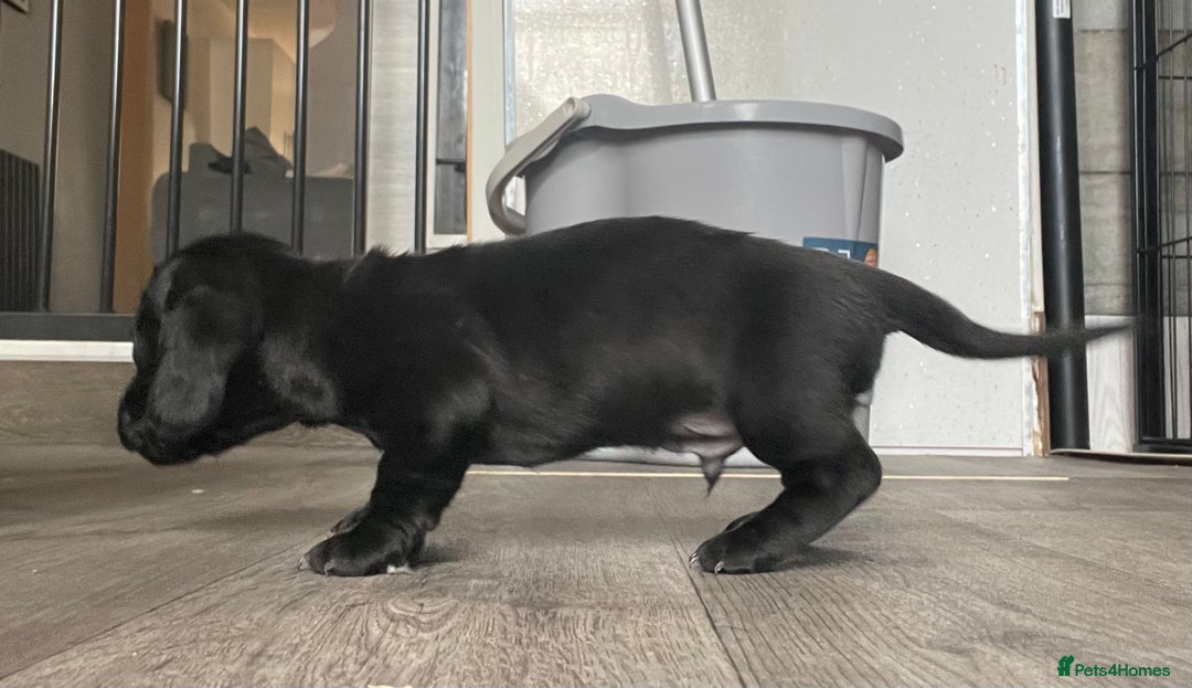 Miniature Dachshund dogs for sale: Smooth haired Miniature dachshunds - Image 3