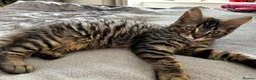 Mixed Breed cats for sale: Two brother cats  in Tredegar - Advert 13