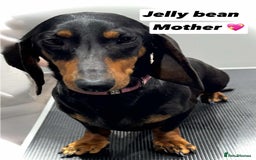 Dachshund dogs for sale: Miniature dachshund puppy’s for sale  - Image 3