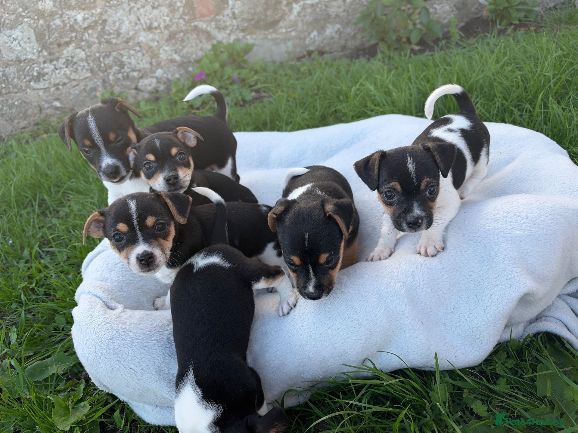 Jack Russell dogs Jack Russell pups for sale - Advert 2
