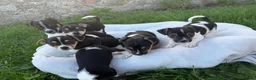 Jack Russell dogs for sale: Jack Russell pups for sale - Advert 1