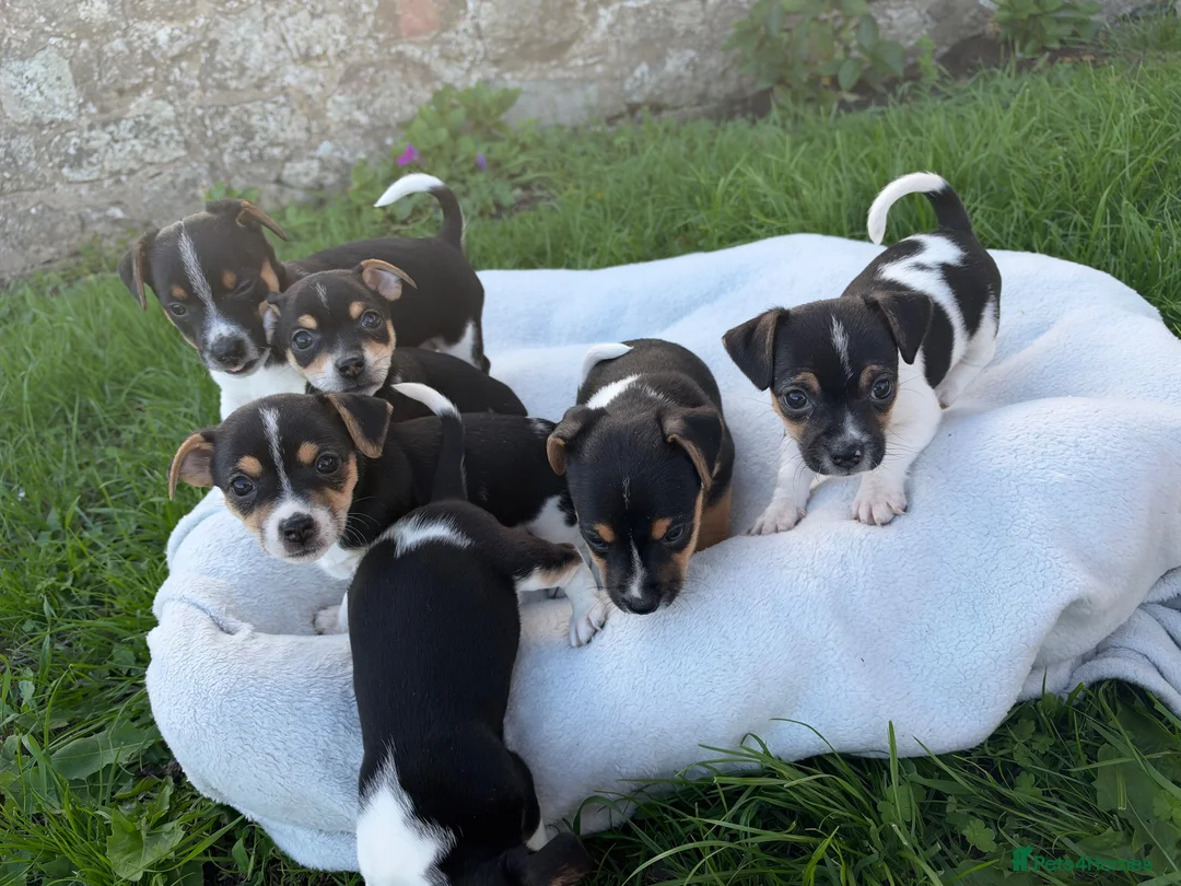 Jack Russell dogs for sale: Jack Russell pups for sale - Advert 1