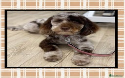 Cockapoo dogs for sale: Beautiful litter of cockapoos - Image 1