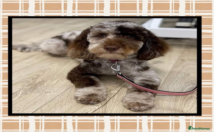 Cockapoo dogs - Advert 3