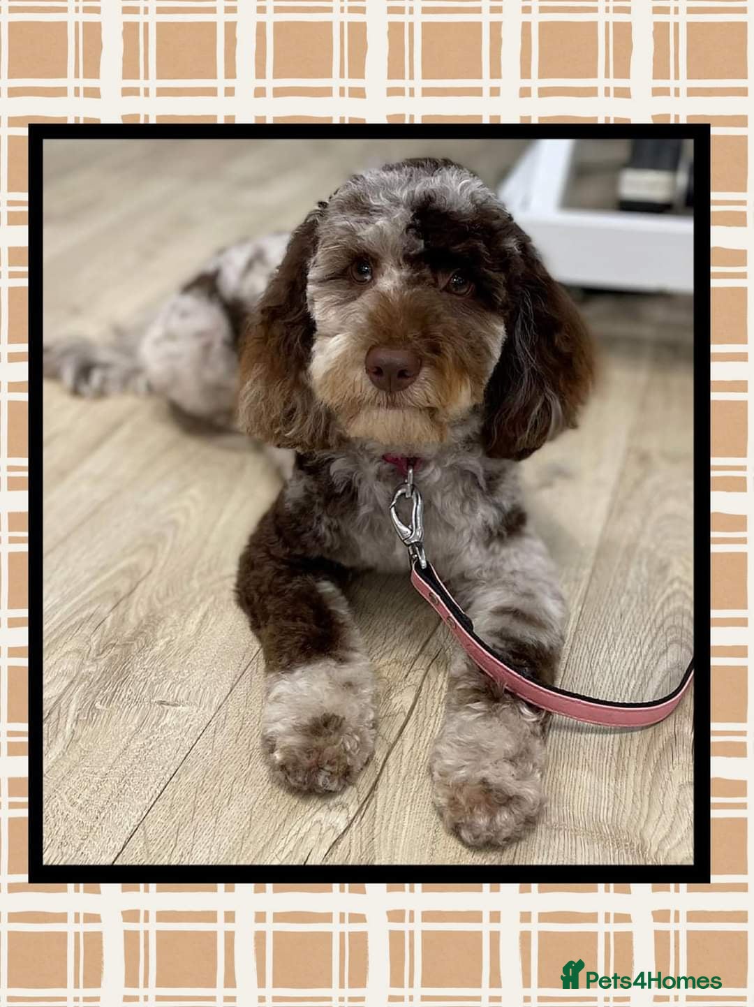 Cockapoo dogs for sale: Beautiful litter of cockapoos - Image 1