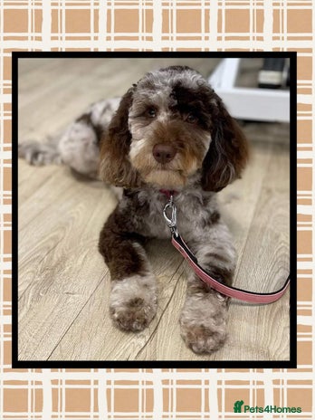 Cockapoo dogs - Advert 7