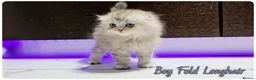 Scottish Fold cats for sale: Scotish Fold Kittens - Advert 9
