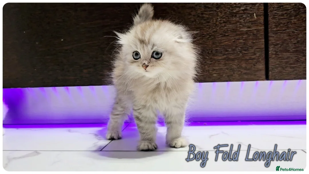 Scottish Fold cats for sale: Scotish Fold Kittens - Advert 9
